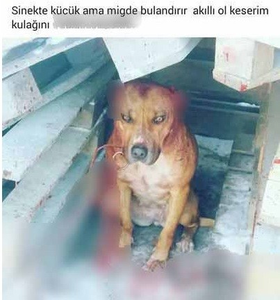 Köpeğe eziyete 2 bin 121 TL para cezası