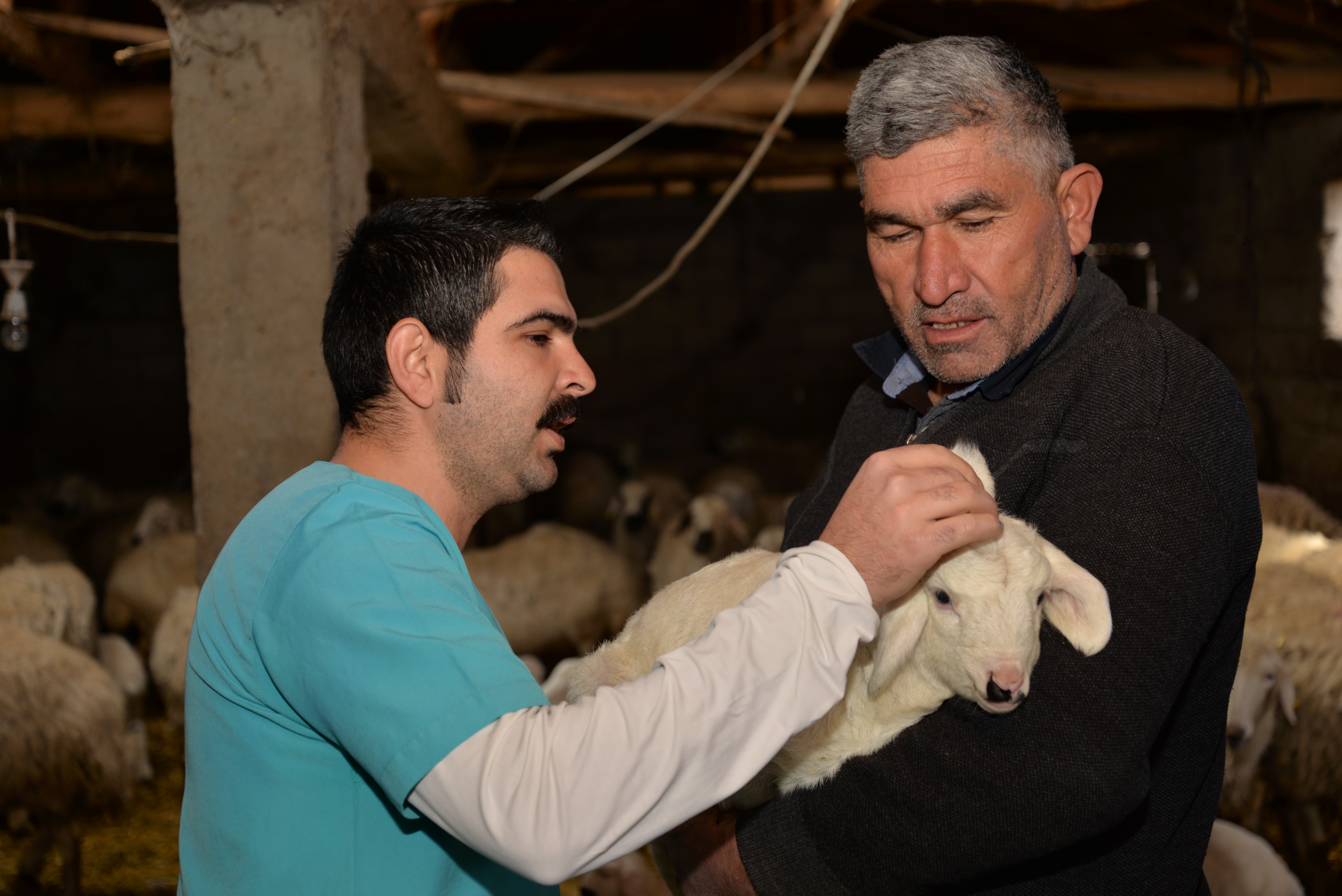 3 kulaklı kuzu görenleri şaşırtıyor