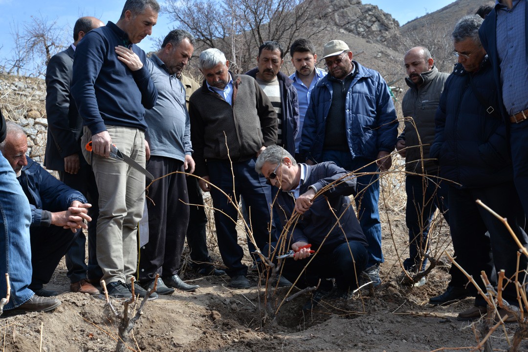 Bağlarda Budama ve Terbiye Sistemleri Eğitimi