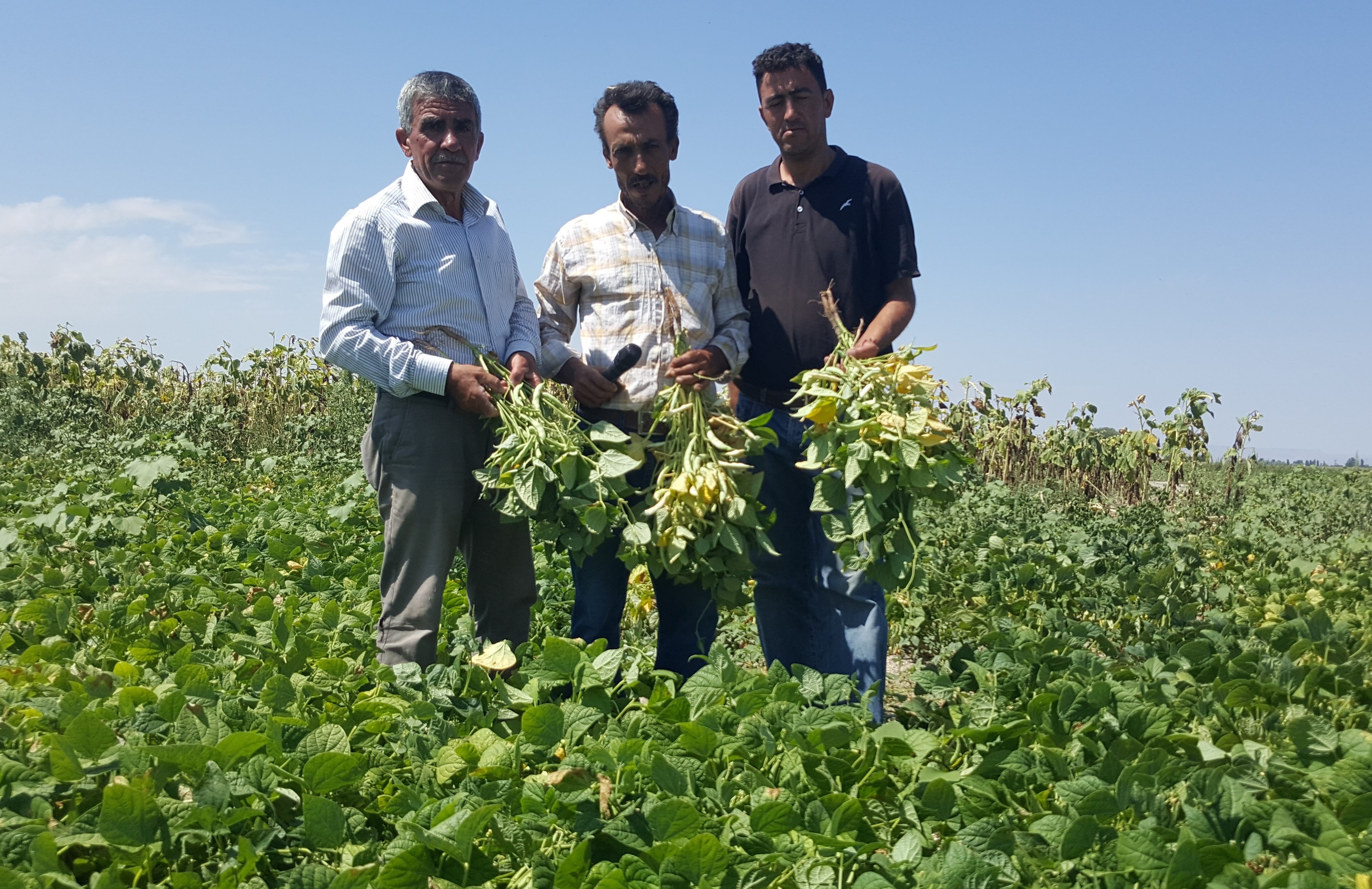 Kayseri Şeker’in sözleşmeli fasulye ekiminde hasat başladı