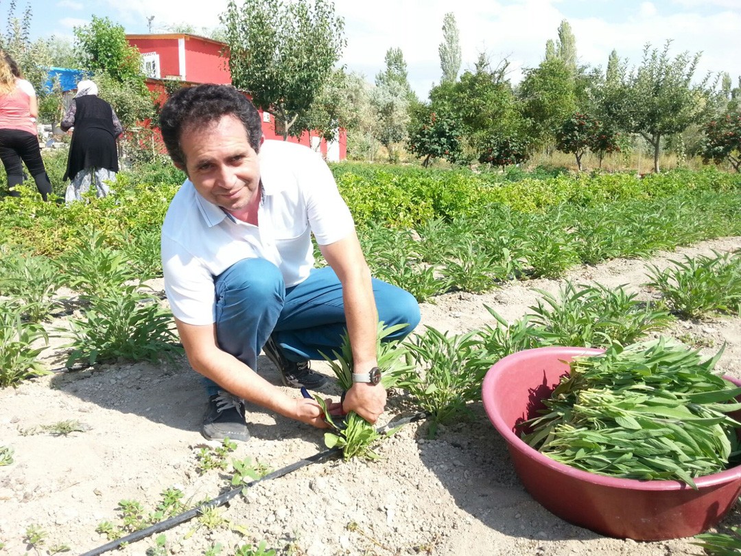 Talas’ta adaçayı hasadı yapıldı