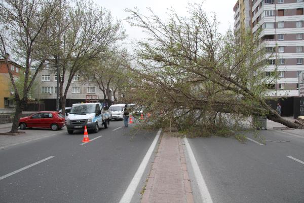 Kayseri’de fırtınada ağaçlar kökünden söküldü