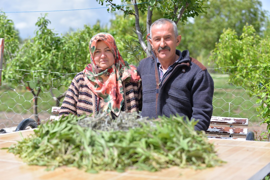 Talas İlçesinde Adaçayı Hasadı Başladı