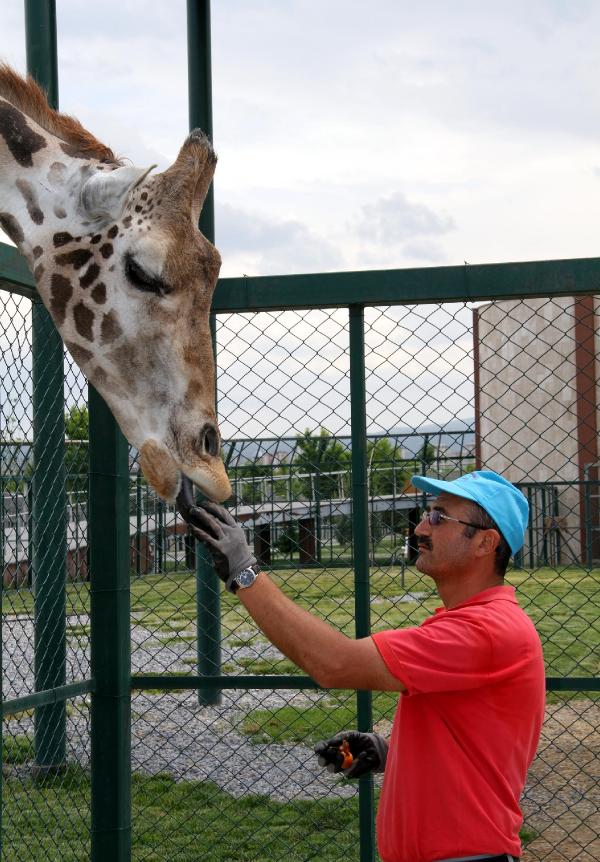 Zürafa Zambak’ın en sevdiği meyve yenidünya