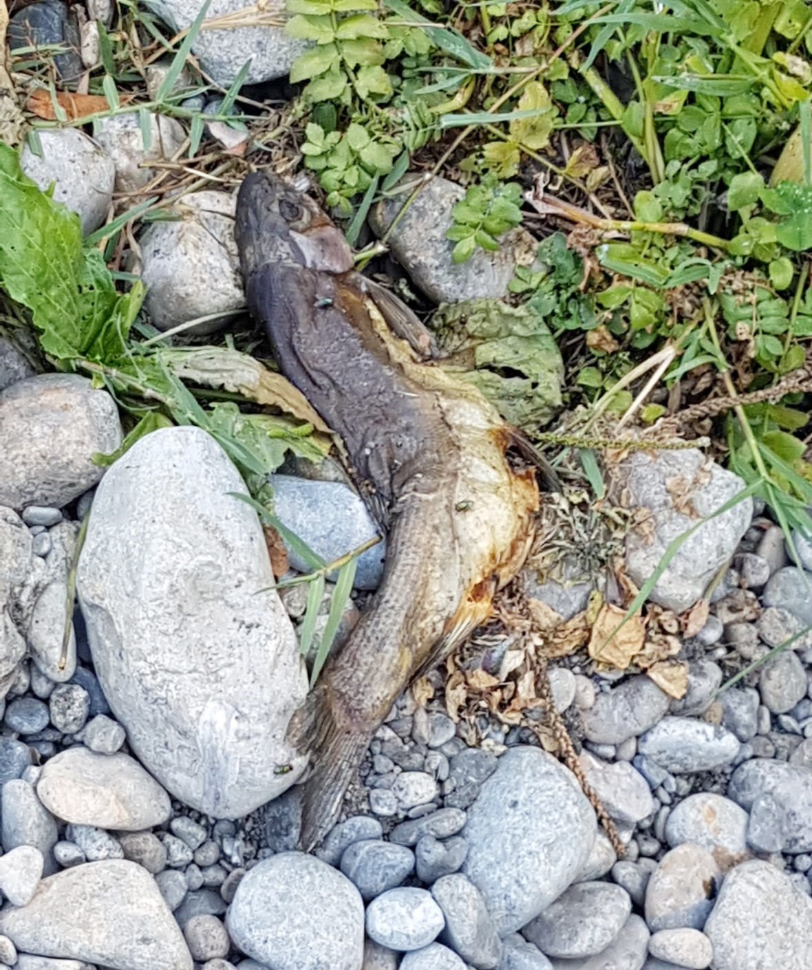 Beylerderesi’nde kimyasal atık iddiası