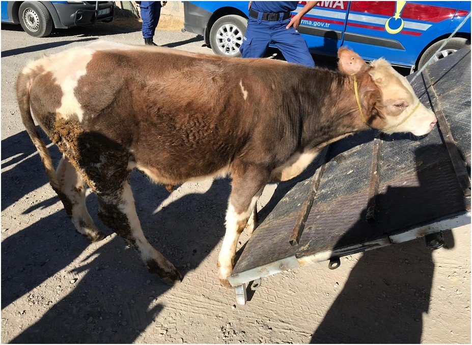 Kayseri’de büyükbaş hayvan hırsızlığı