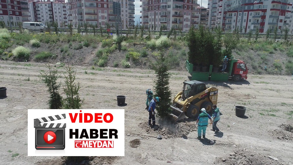 DAHA YEŞİL KOCASİNAN İÇİN 15-20 YAŞ ARASI AĞAÇLAR TOPRAKLA BULUŞTU