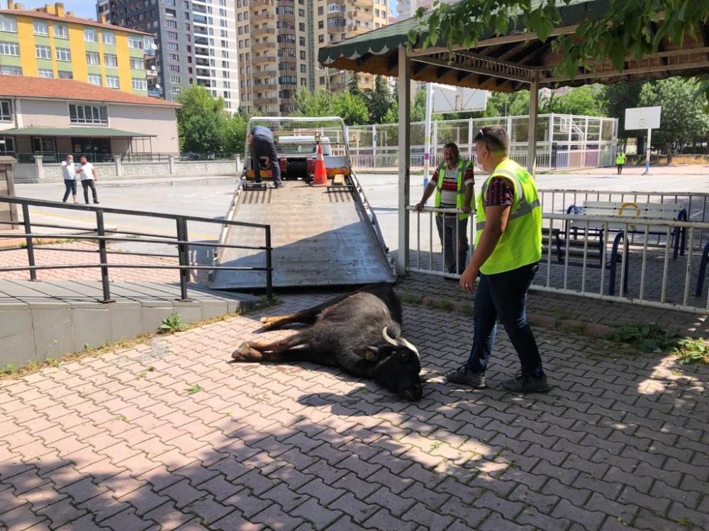 KAYSERİ SOKAKLARINDA CAMIZ OPERASYONU