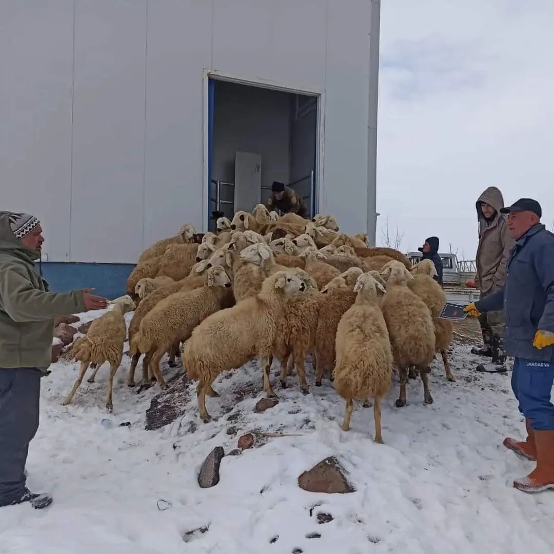 AKKIŞLA’DAN AFET BÖLGESİNE DESTEK: 103 KÜÇÜKBAŞ, 3 BÜYÜKBAŞ KESİMİ YAPILDI