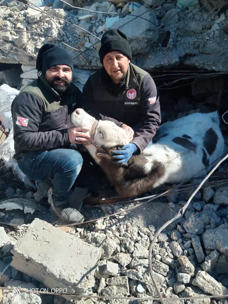 KAYSERİLİ VETERİNER HEKİMLER 10 GÜN SONRA ÖMÜRLERİNDEN İNEK KURTULDU